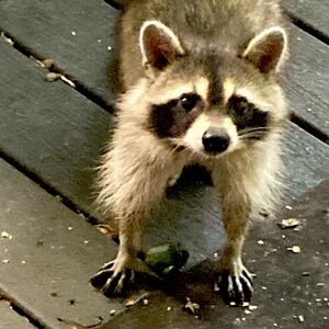 Meet your Posher, Natalie